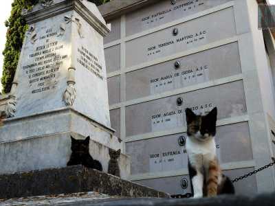 I felini non fanno nulla per mostrarsi felici delle nostre presenze: si limitano a scrutarti dalle tombe, di cui sembrano essere i guardiani
